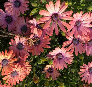 Christen & Friends Logo_Half-Circle